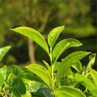 Audifort natural hearing support supplement
